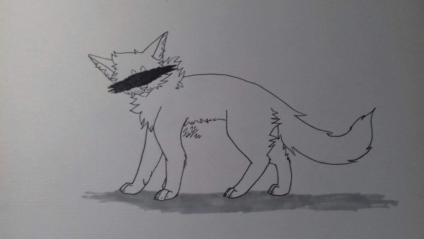 Коты Воители рисунки карандашом