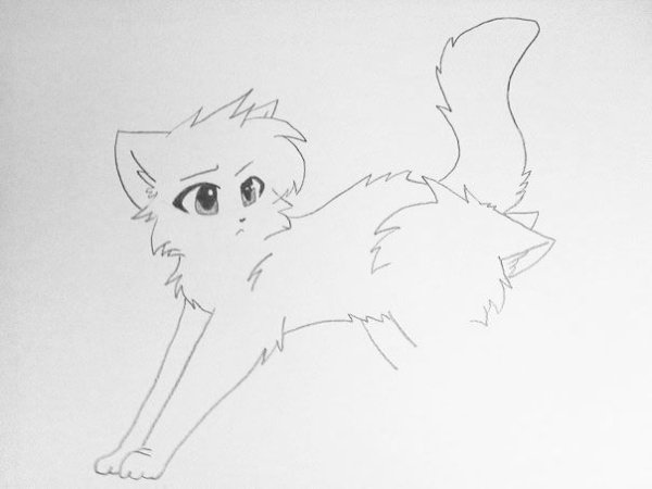 Коты Воители карандашом