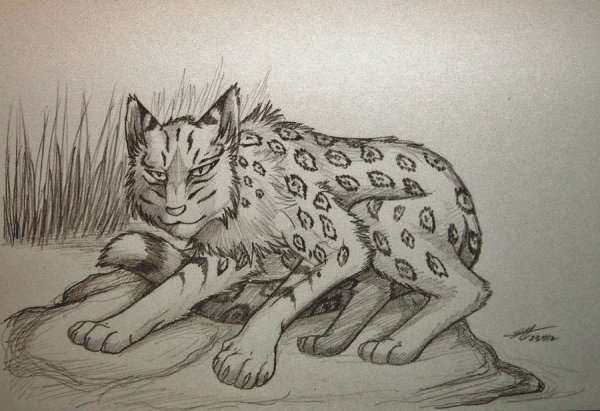 Коты Воители для срисовки сложные и красивые