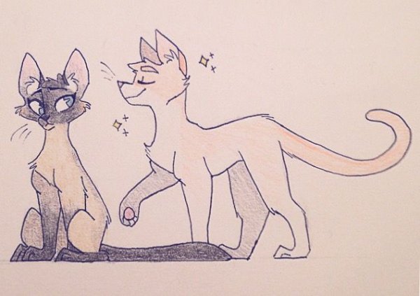 Коты Воители для срисовки для начинающих