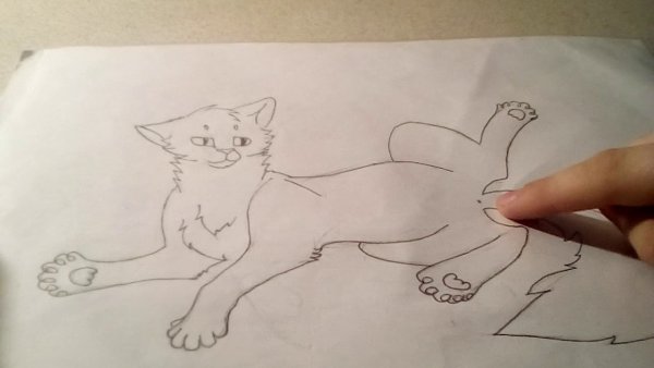 Зарисовка кота воителя легко и просто