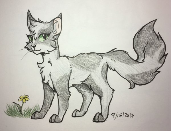 Коты Воители рисунки карандашом