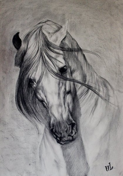 Лошадь карандашом