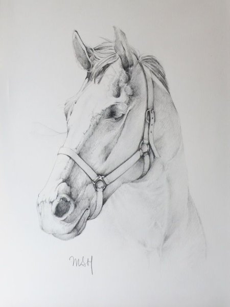 Голова лошади рисунок карандашом