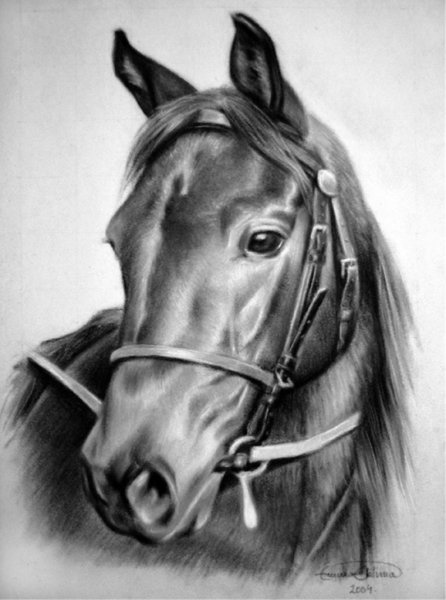 Портрет лошади карандашом