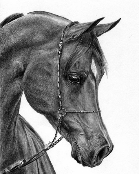 Арабская лошадь