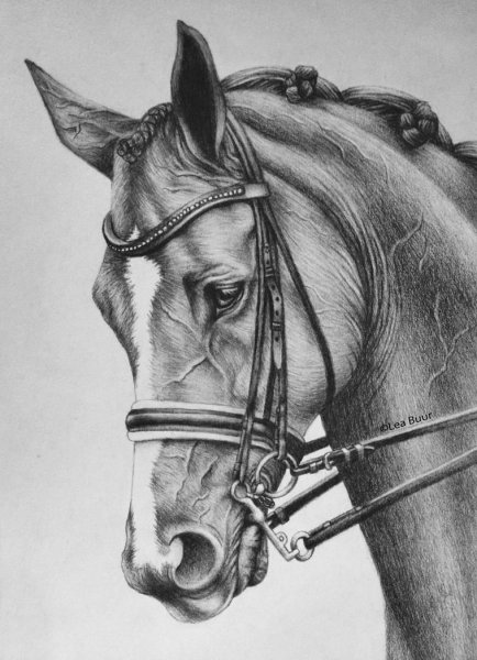 Лошадь карандашом
