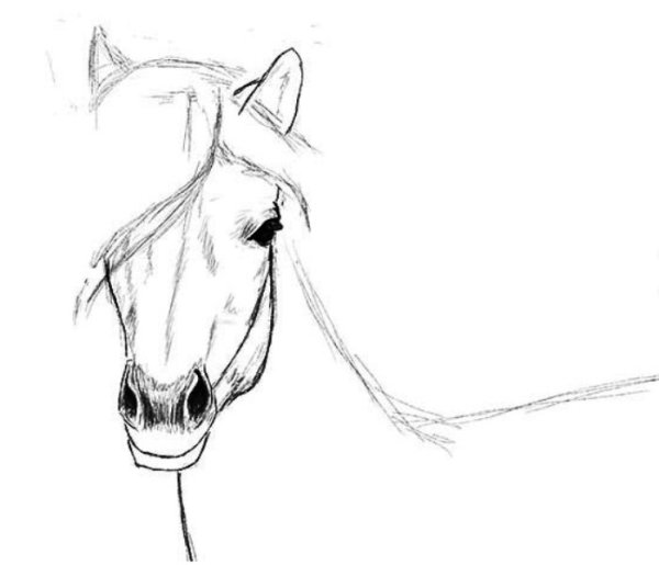 Рисунок головы лошади карандашом для срисовки