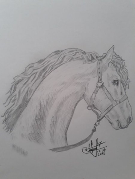 Голова коня карандашом