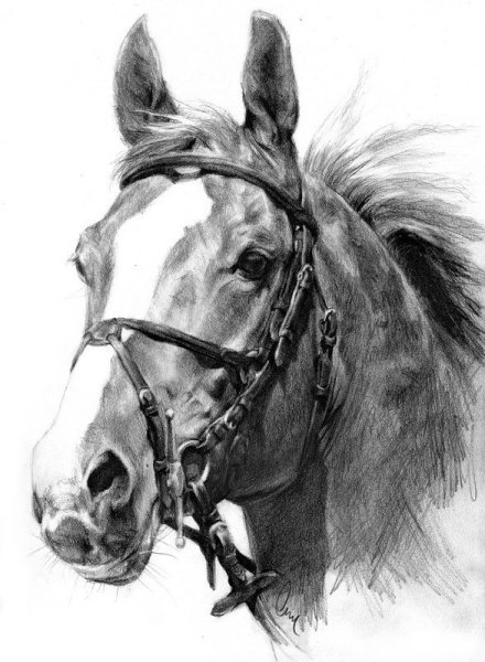 Лошадь карандашом