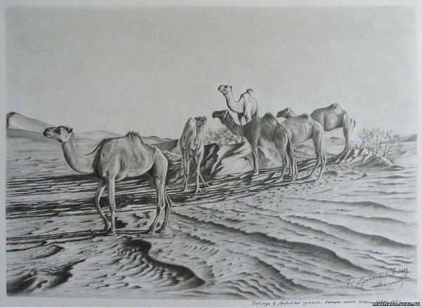 Барханы в графике