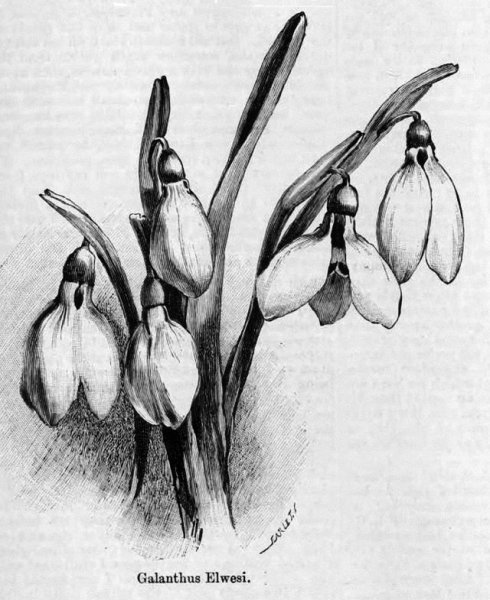 Подснежник рисунок карандашом