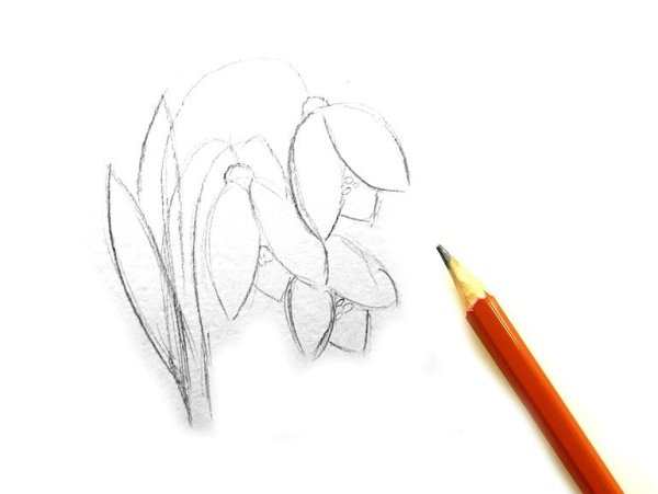 Подснежник рисунок карандашом