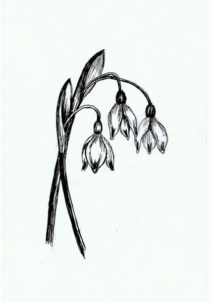 Поэтапное рисование подснежника