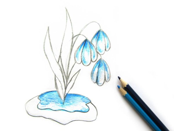 Подснежники цветными карандашами