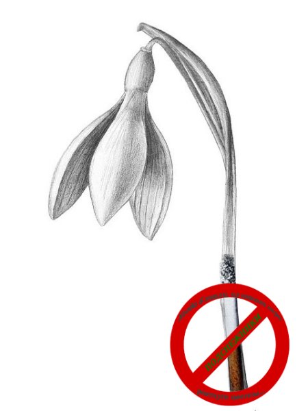 Подснежники карандашом для срисовки