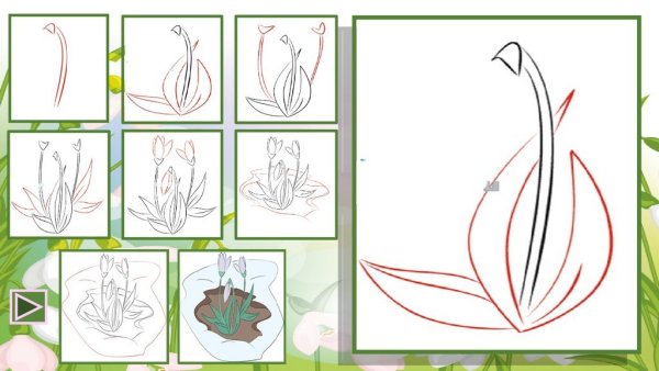 Поэтапное рисование подснежника