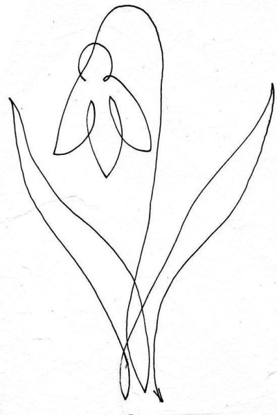 Подснежник рисунок карандашом