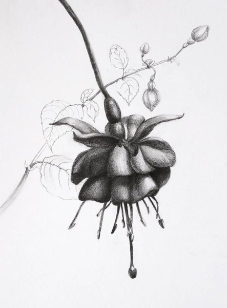 Рисунок графитовым карандашом