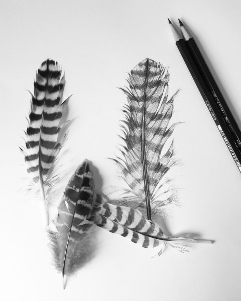 Графическое перо