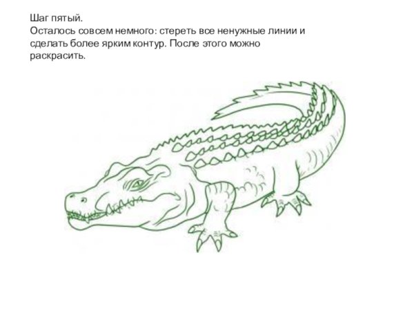 Внешнее строение крокодила карандашом