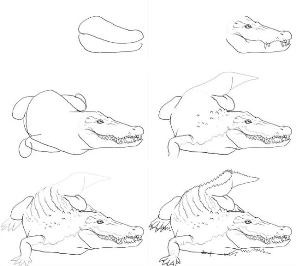 Поэтапное рисование крокодила