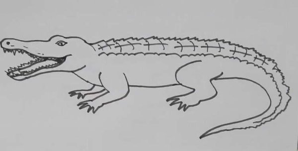 Поэтапное рисование крокодила для детей