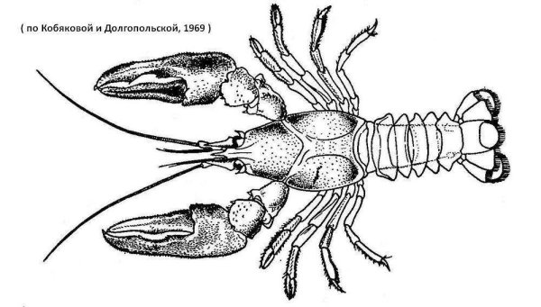 Внешнее строение речного рака(самца)
