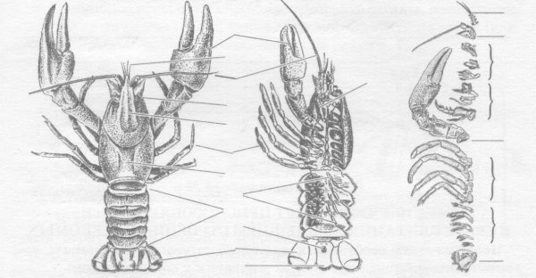 Лангуст черно белый