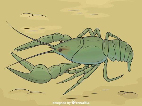 Маленькие рачки рисунок