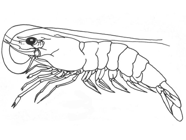Ракообразные для детей