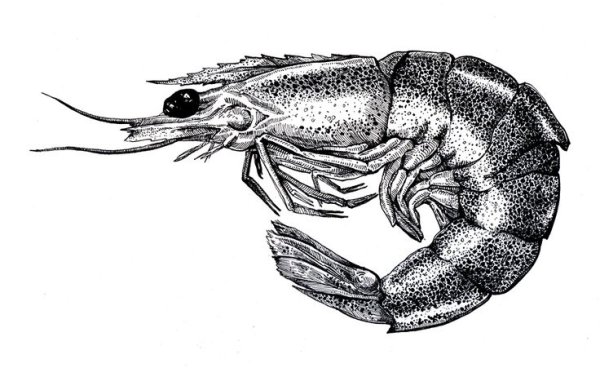 Краб рисунок