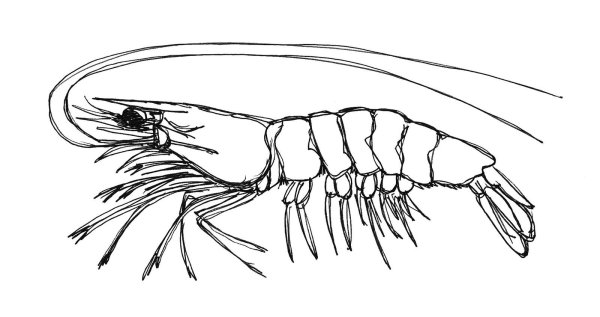 Лобстер референс