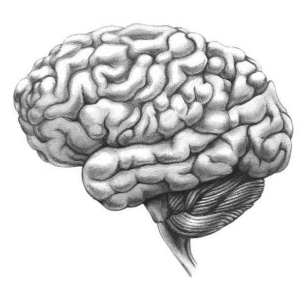 Мозг зарисовка