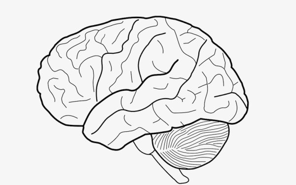 Мозг раскраска для детей