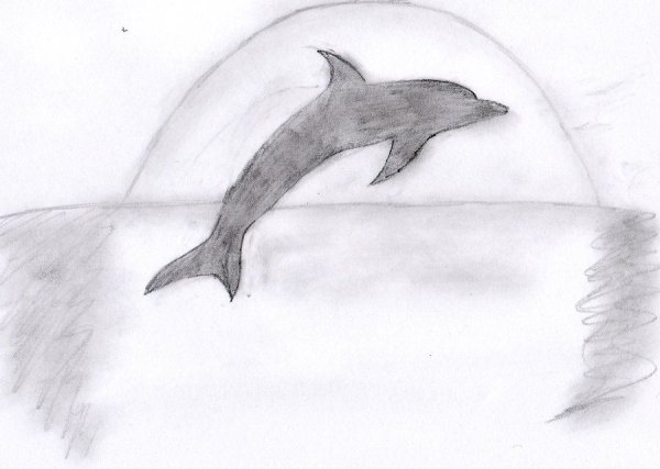Дельфин рисунок карандашом для срисовки