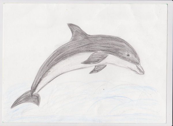 Беломордый Дельфин нарисовать