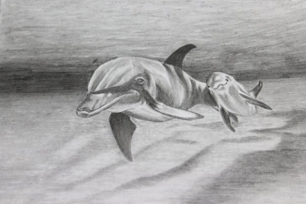 Дельфин рисунок карандашом