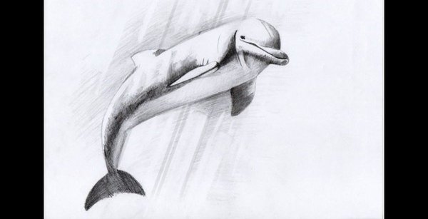 Дельфин карандашом