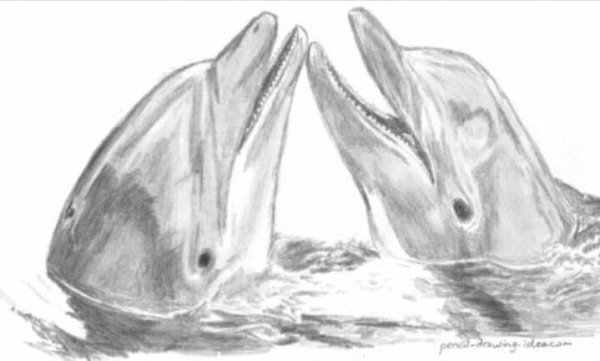 Дельфины карандашом Графика