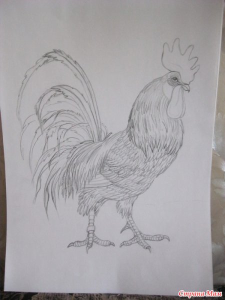 Петух карандашом