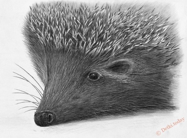 Ежик рисунок