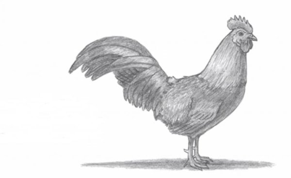 Петух набросок
