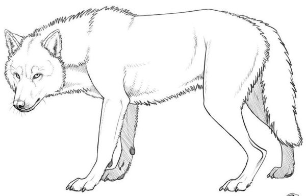 Красный волк раскраска