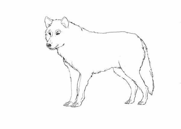 Уроки рисования волка