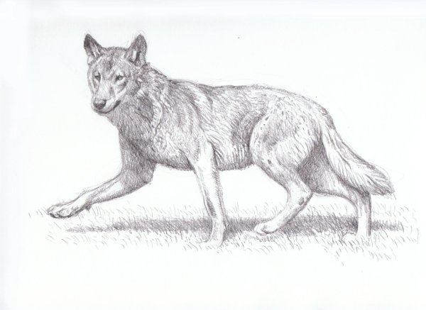 Волк штрихами