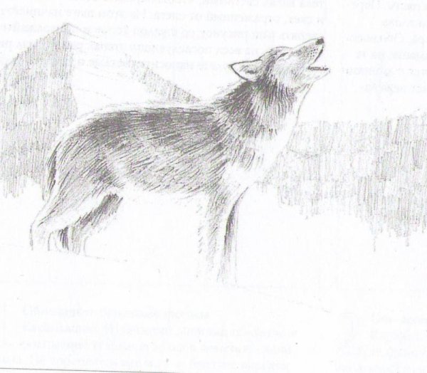 Рисунки Волков карандашом для срисовки