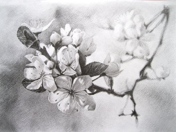 Цветы Сакуры карандашом