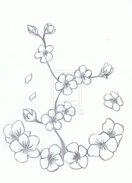 Ветка Сакуры рисунок карандашом