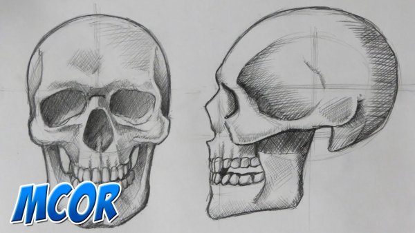 Череп рисунок карандашом